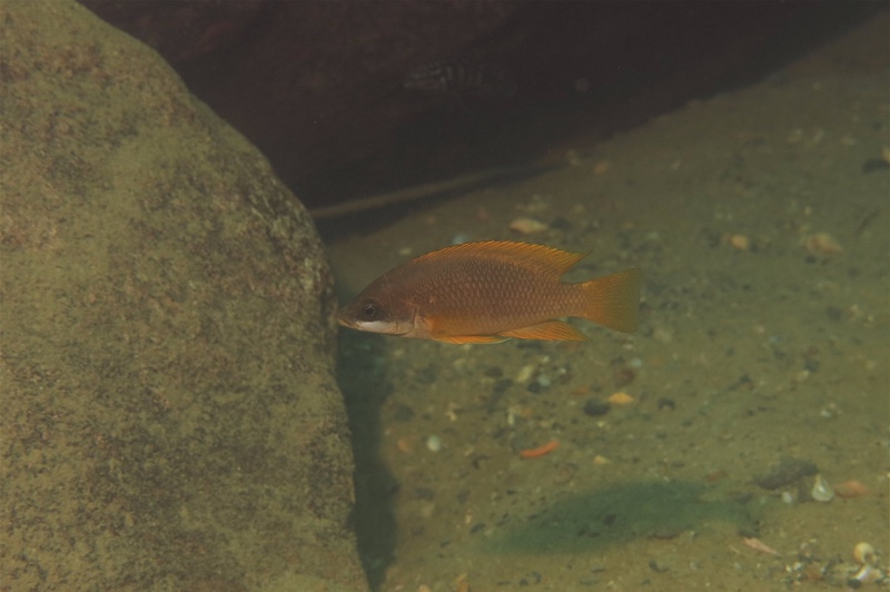 Neolamprologus mustax 'Chilanga'